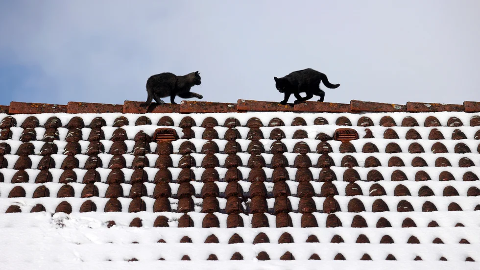 Skribenten vill helst inte se lösa katter utomhus.