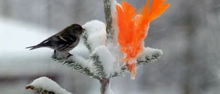 Naturen finns runt knuten     