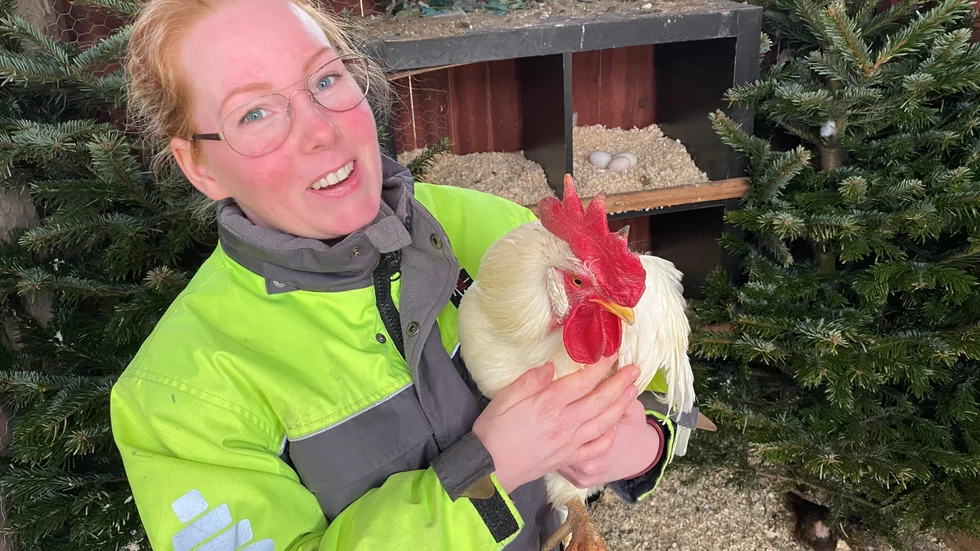 Angelica Dahlin Palms granna tupp är blott en av 22 i Sverige av rasen Fiftyfive Flowery Silver. Hennes lilla besättning i Falla är en av elva i landet.