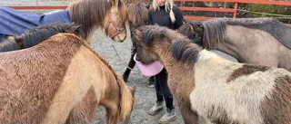 Många hjälpte till i sökandet efter islandshästarna