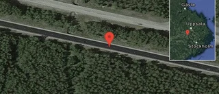 Älgkalv på vägen på E18