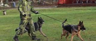 Hunden Ciri är expert på att hitta människor • Tränad för militära insatser: "Vi ska hitta fienden – innan de hittar oss"