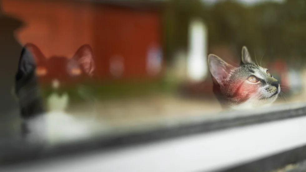 Utanför porten stod deras kattlåda, mat och leksaker, som en sorglig påminnelse om deras tidigare hem. Bilden är en arkivbild och katterna har ingenting med artikeln att göra.