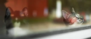 Katter övergavs när ägaren flyttade från bostaden