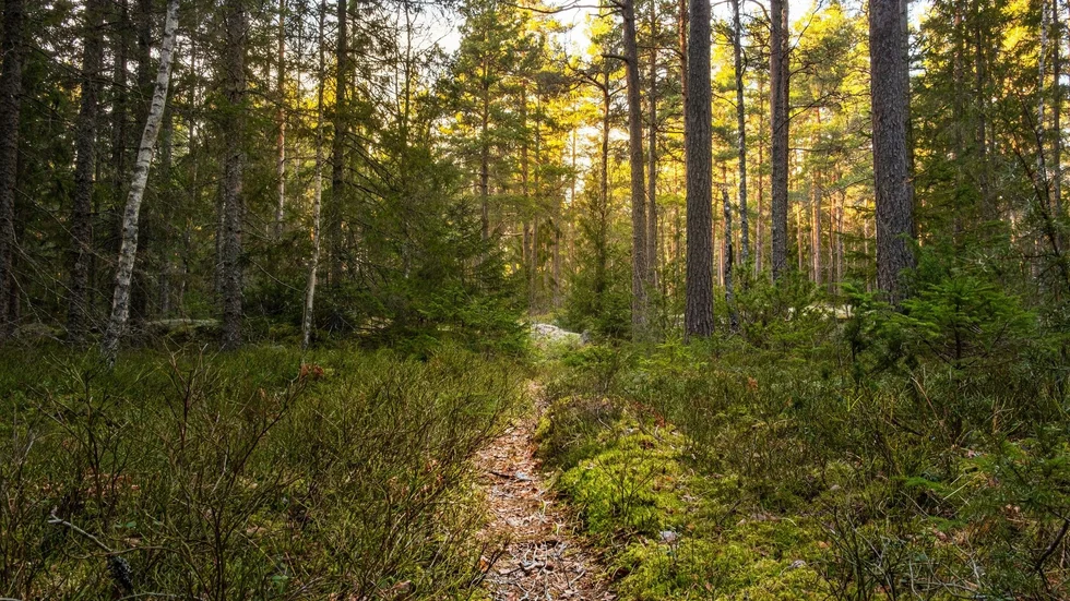 Skog. "Jag kan se en försiktig ökning av mer skonsamma skogsbruksmetoder", säger Martin Unell på länsstyrelsen.