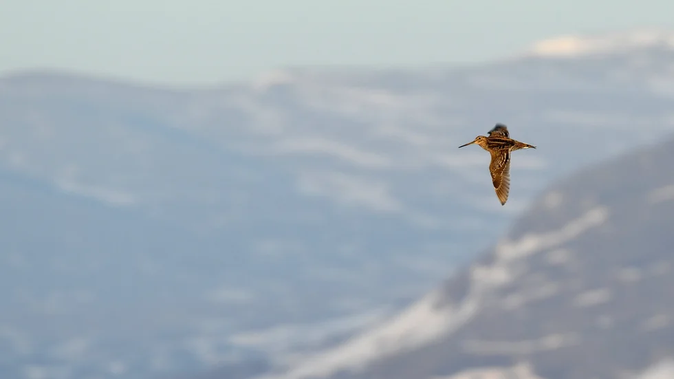Dubbelbeckasin fotograferad i den jämtländska fjällvärlden.