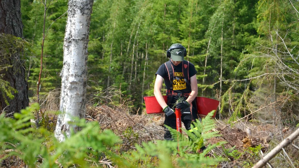 Skogsplantering, för många årtionden av skogsvårdsarbete och så småningom en skörd med huvuddelen av inkomsten i nästnästa generation. 