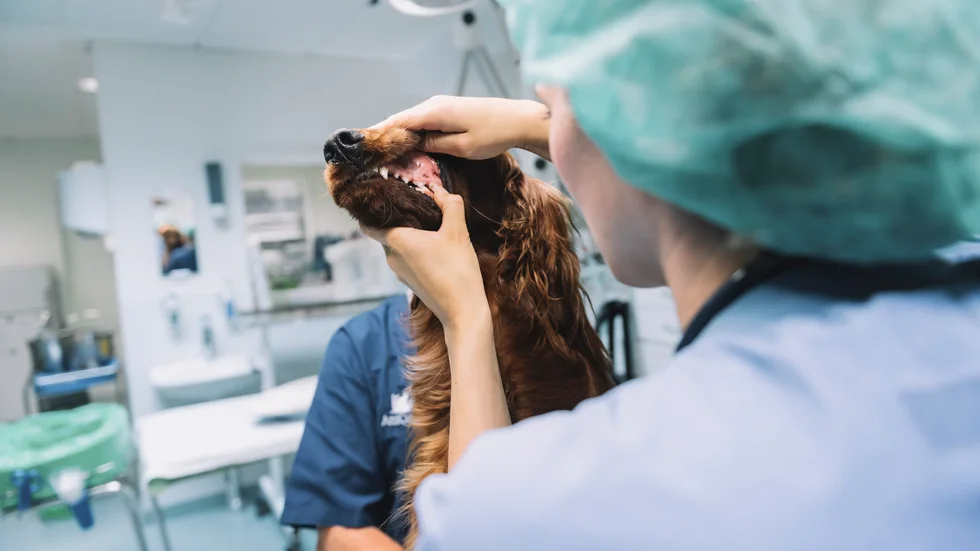 Bristen på veterinärer i sommar kan få svåra följder, enligt Jordbruksverket. Arkivbild.