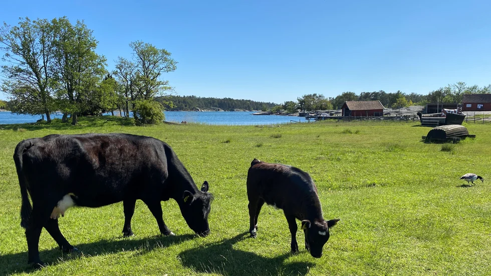 Stendörren erbjuder fina naturvärden. Från skärgårdsmiljö med klipphällar och fiskebodar, till tät barrskog med granar och stigar. Mitt i allt går några Dexter-kor och betar i lugnan ro. 