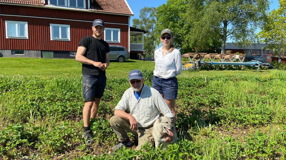 Familjen Hanner har drygt 25 000 plantor som de räknar med ska ge skörd i år. F v: Pelle, Knut och Karin Hanner.