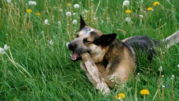 Australian cattledog gnager på pinne i gröngräset. Denna hund har ingenting med SARS CoV-2 att göra men viruset har nu påvisats hos en svensk hund för första gången.