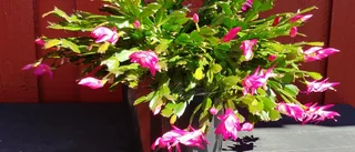 Läsarbild: Julkaktusen blommar mitt i sommaren
