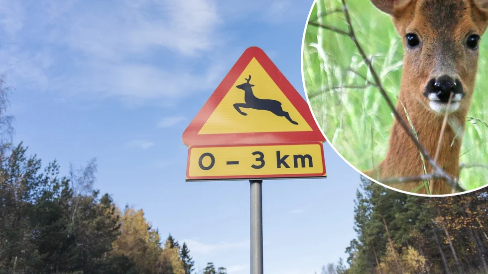 Det befinner sig rådjur på fel sida av viltstängslet på E4.