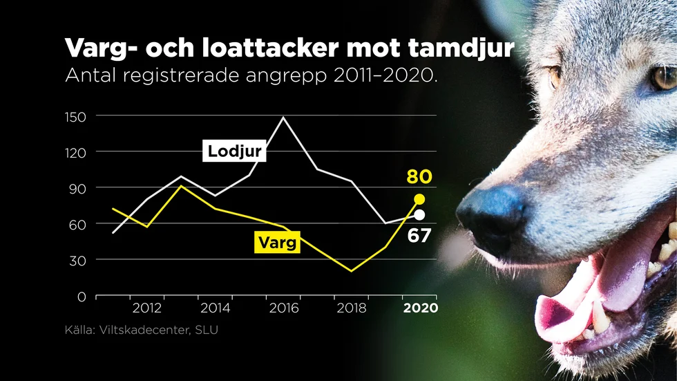 Antal registrerade angrepp 2011–2020.