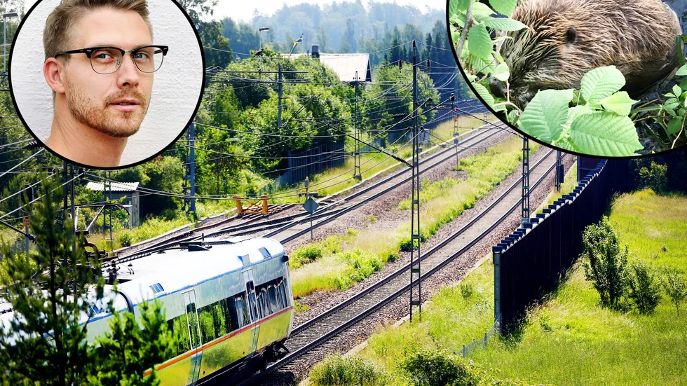 "Eskilstuna kommun har ansökt om skyddsjakt på bäver i Hällby då risken är stor att banvallen och järnvägen skadas av deras framfart", säger Viktor Tylstedt, vilthandläggare på Länsstyrelsen Södermanland.
