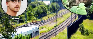 Bäver hotar järnvägen i Hällby – slagfällor ska lösa problemet: "Är direkt dödande"