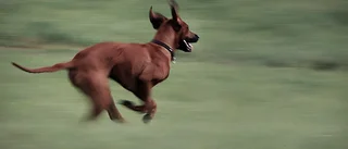 Hundägare riskerar få hunden omhändertagen – om han inte slutar rasta den med bilen 
