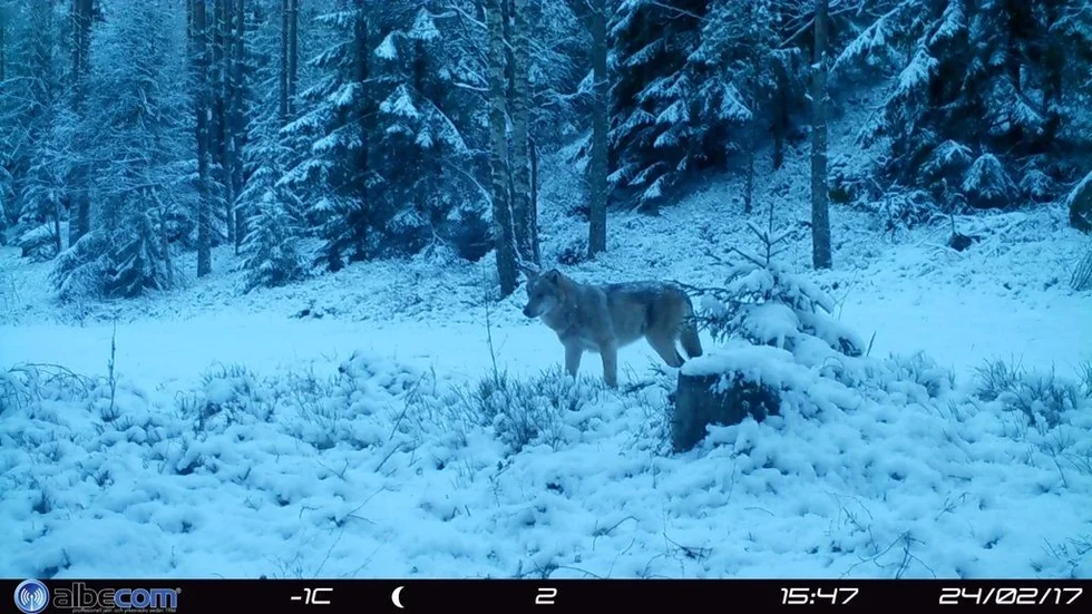 Skånsk varg fotograferad med viltkamera.