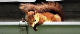 Läsarbilden: Siesta i hängrännan