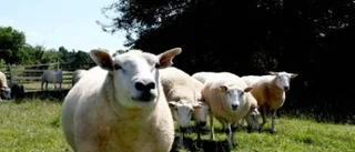 Fåren ledde henne till gotländsk arkeologi