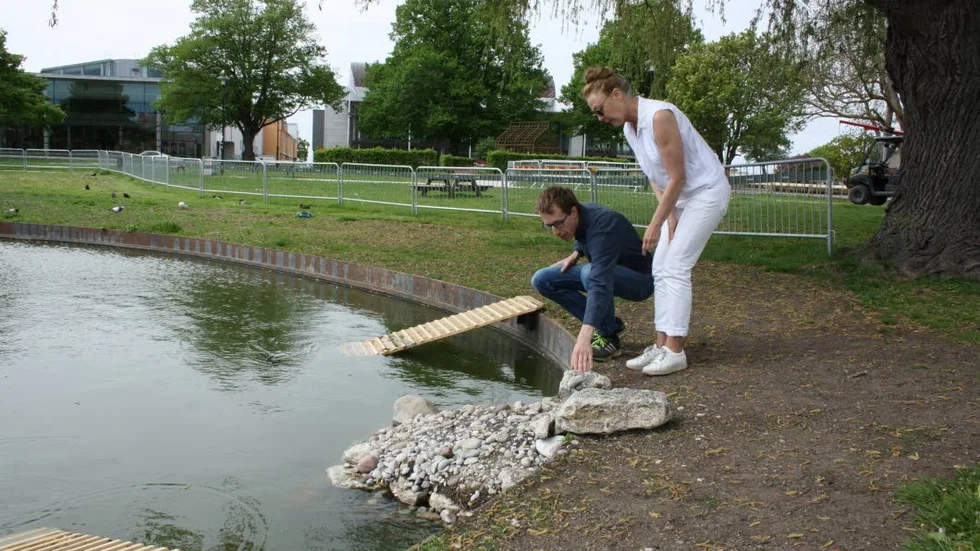 Ekologen Nils-Erik Norrby och Annie Gottberg byggde, tillsammans med flera andra, under tisdagskvällen en uppgång åt änderna, vilken kom att användas av några av dem. Nils-Erik Norrby vill att kanten tas bort helt på något ställe för att skapa en naturlig strandlinje. Träramperna på bilden är tillverkade och utplacerade av teknikförvaltningen.