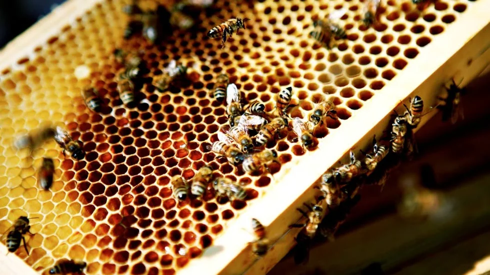 Arbetarbin. En av binas viktigaste uppgift är att pollinera växter och bär.