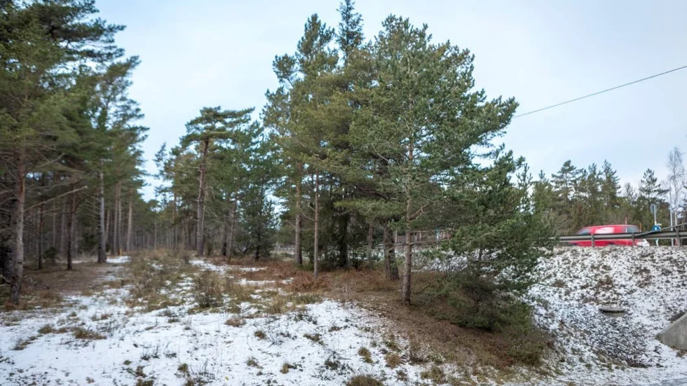 Trafikverket vill avverka trädranden längs Färjeleden mellan Terra Nova-rondellen och Vattenverket.