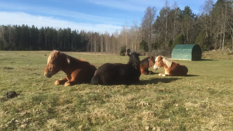 Russen förseddes med gps för att forskarna skulle kunna följa hur de rörde sig i hägnen.