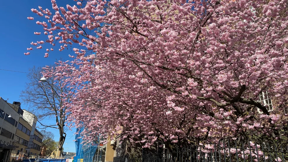 Körsbärsblom vid Repslagaregatan, en sky av rosa blommor.