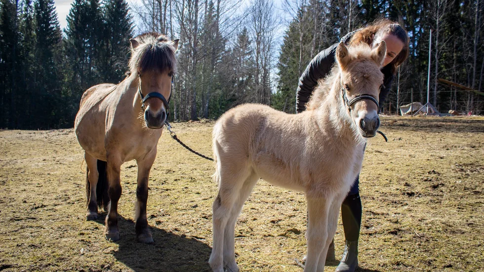 Johannah Ström kan inte sluta sig från Saga och Daisy, men är glad över att de får lugn och ro och slipper bo på ridskolan. 
