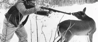Skogsstyrelsen agerar mot rådjur