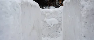 SE: Här är snölabyrinten i museiparken