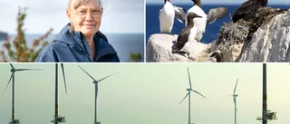 Länsstyrelsen: Gör hela östra Gotlands kust till Natura 2000-område • Kan ställa till det för vindkraftsplanerna