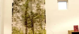 Skog och frön smyckar Solklintsskolan i Slite