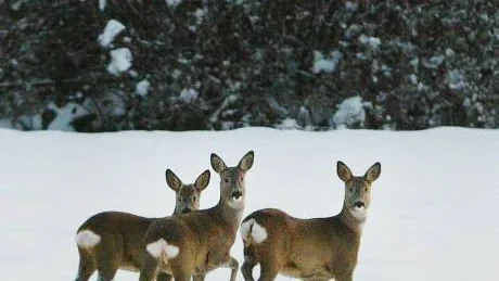 Vid förra snöfallet på Gotland (i mitten av november) togs den här bilden på södra Gotland. Ett inslag i naturen som många av oss är kritiska mot. Arkivbild: Krister Nordin