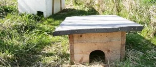 Igelkottarna blir bara färre och färre