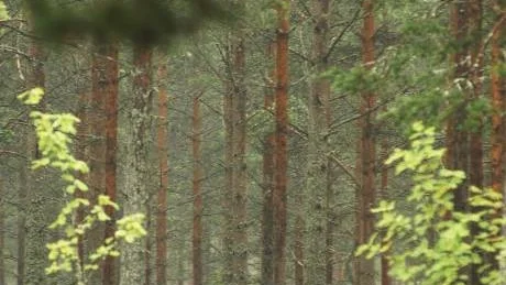 Trots att priserna på massved börjar falla är priset ändå högt historiskt sett.