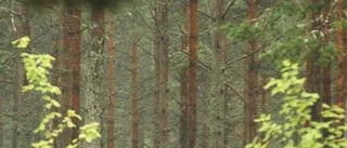 Gallra skogen nu - snart sänks priset