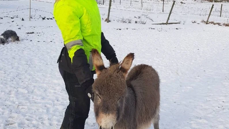 När Nisse blir vuxen kommer han att mäta omkring 80 cm i mankhöjd.