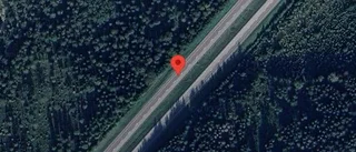 Rådjur på fel sida av viltstängslet på E18