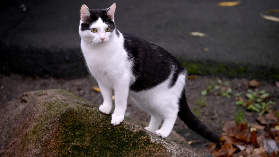 En bondkatt. Arkivbild.