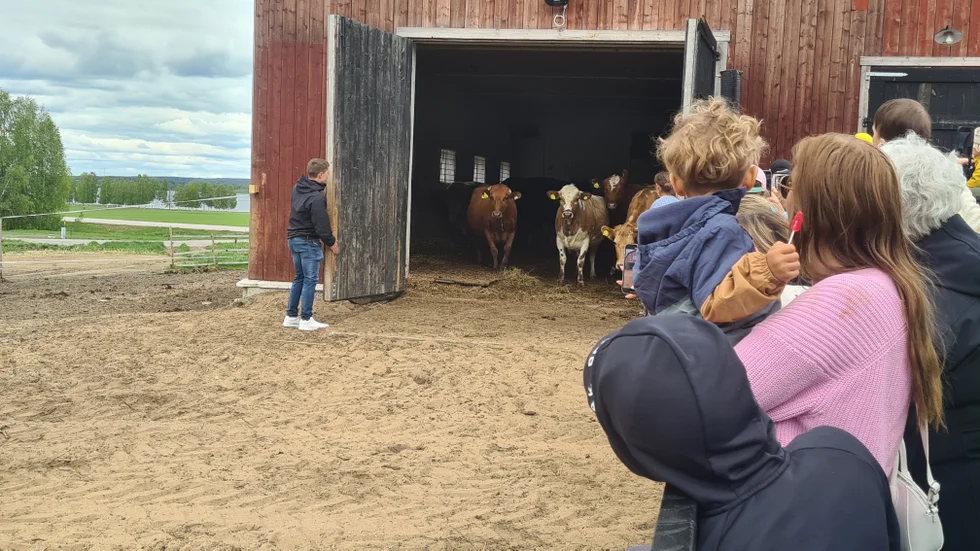 Det var rena folkrusningen på nationaldagen till kosläppet i Bälinge. 1200 biljetter var sålda. När ladugårdsdörrarna öppnades så tvekade korna först, men sedan.......