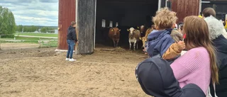 Folkrusning till kosläpp: "Inget liknande i Frankrike"