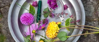 Uppsalastudent namngav nationalblomma