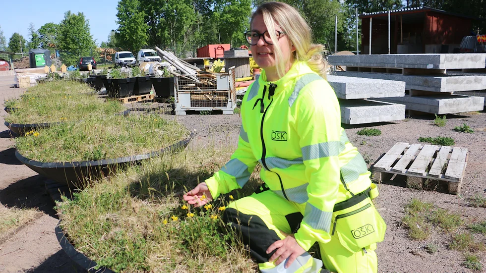 Malin Lockström jobbar med planteringarna som ska ställas ut i Hultsfreds kommun inom kort. Många planteringar, och mycket arbete i hållbarhetens och den biologiska mångfaldens tecken.