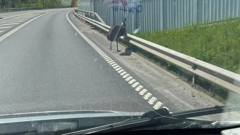 Den förrymda emun i Ödeshög riskerar att bli en trafikfara, enligt boende och vid elvatiden på fredagen syntes fågeln i höjd med Rasta i Ödeshög, några hundratals meter innan rondellen med påfarten till E4.