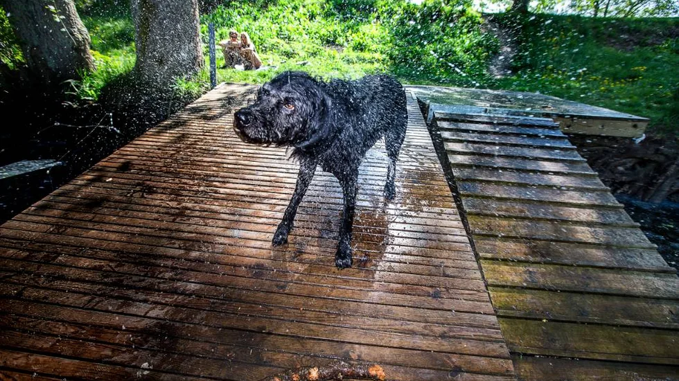 kommunala bad för hundar, Storvadsbadets hundavdelning: hunden Urax.
Foto : STAFFAN CLAESSON  2016-05-24