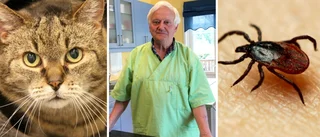 Veterinären: Så skyddar du ditt husdjur mot fästingbett 