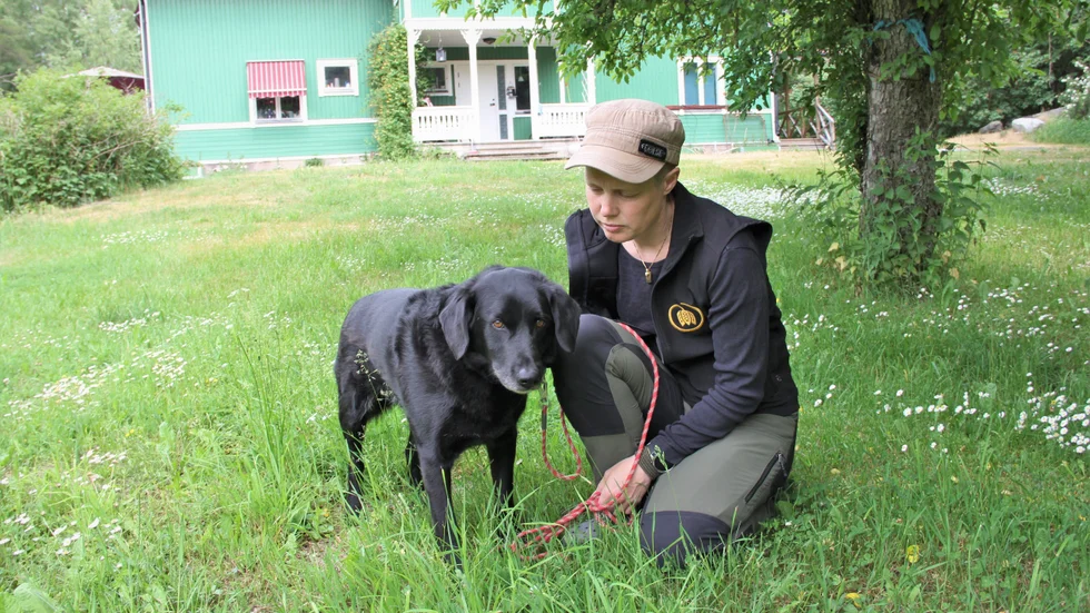 Zappe och hans bror Zero är korsningar mellan Gråhund och Wachtel. "Zappe påminner mycket om en labrador i ansiktet. Han är helsvart med lite grå streck på halsen och under munnen", berättar Elin.