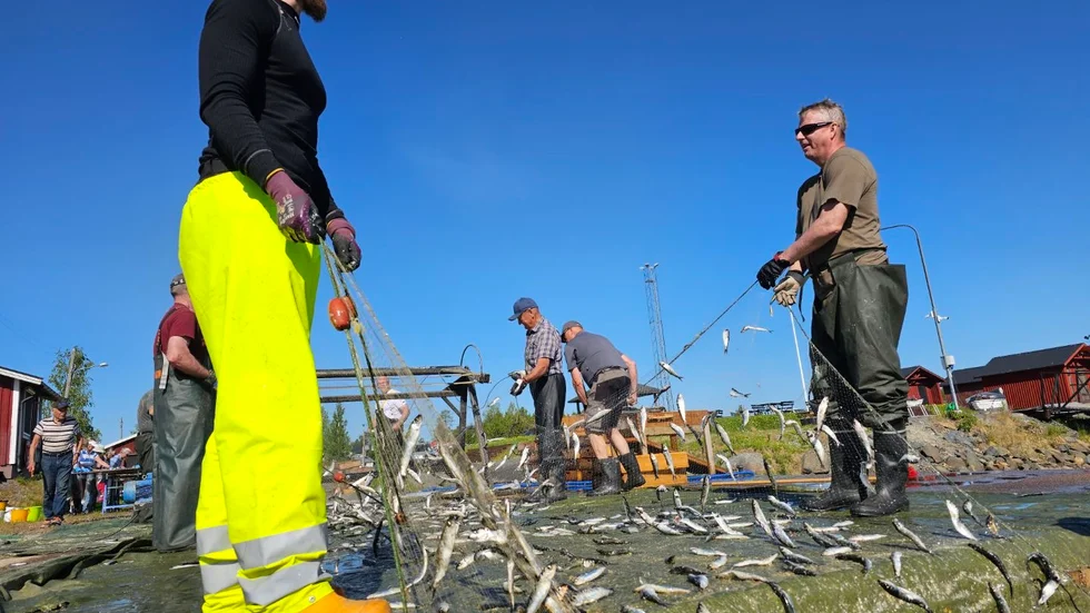 Årets surströmming är räddad. På lördagen gick byborna i Kallax man ur huse för att ta hand om helgens storfångst.
